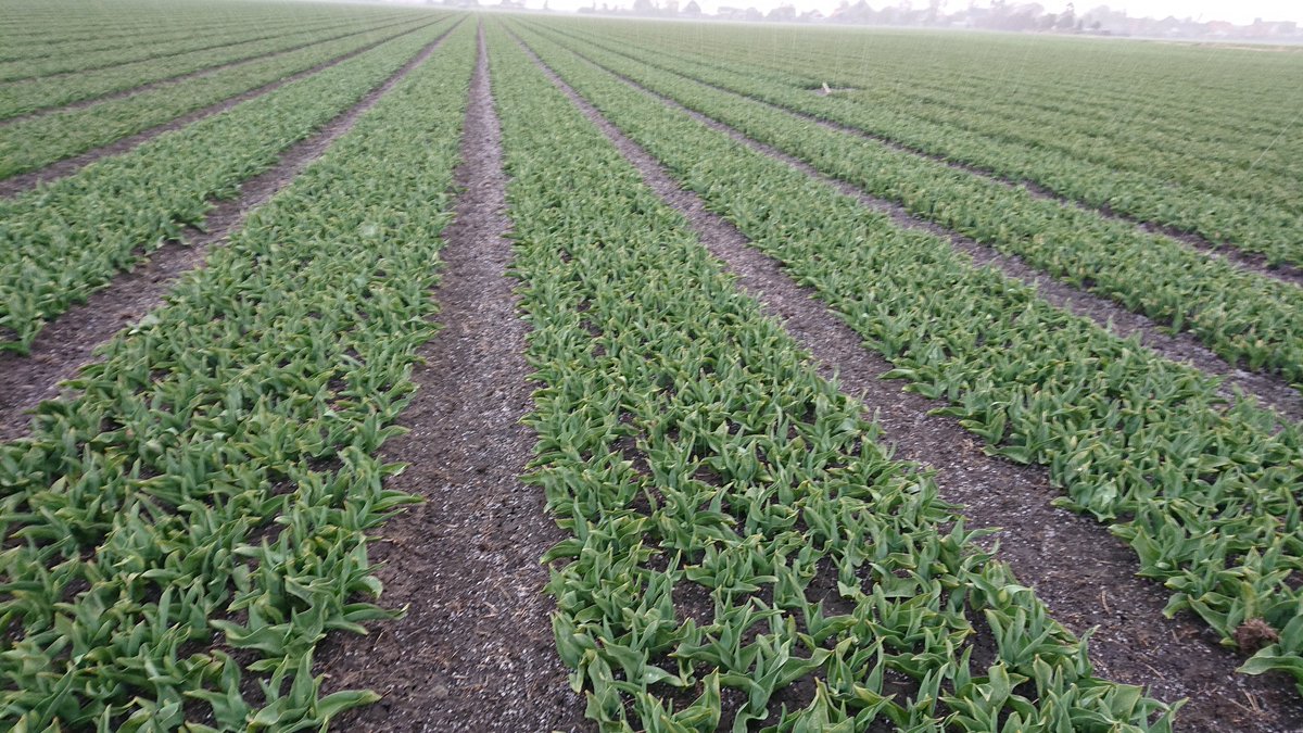 WesleyBoota's tweet photo. Was weer zo'n daggie. Ene bui na de andere bui π. Heerlijk doorweekt. Nu lekker bij de kachel. #selectie #tulpen #mooiedingen #buiten #bobeldijk https://t.co/Xs68w5hZsD