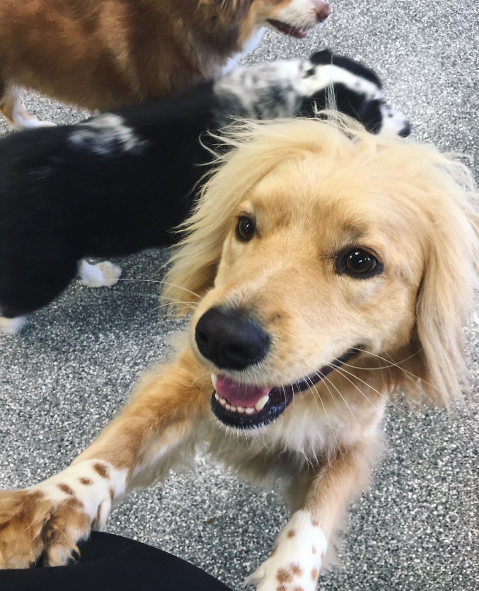 PawCommons's tweet image. We love Luke and his luscious locks 😋
.
.
. What makes your dog stand out from the rest of the pack?
.
.
.
.
#dog #dogs #doggydaycare #sandiego #baypark #hillcrest #encinitas #gilbert #california #cali #kissmypaws #pawcommons #wednesday #unique #oneofakind #sillydog