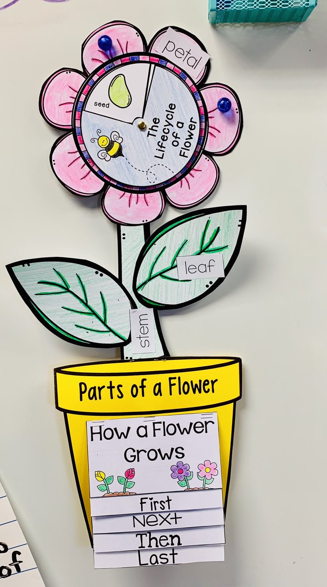 MrsShieldGR's tweet photo. Plants, plants, plants! 🌷🌱🌻 @GRGator #grgators #lifecycleofaplant #partsofaplant https://t.co/wT3xnbsE7s