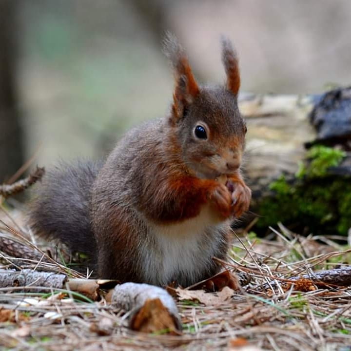 RT @purplepheonixx: Gorgeous Red squirrels @NTFormby @Nature_Spot @wildlife_uk