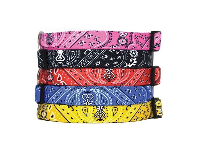 Hot Dog Collars tweet media