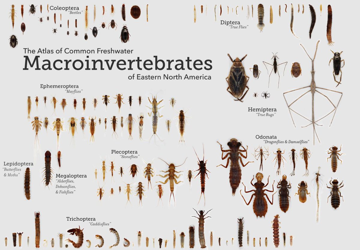 Freshwater Science tweet media