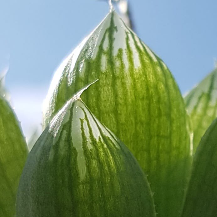 PioneerNursery's tweet photo. Just wow! The see-through succulent leaves of Haworthia. Spring sunshine working its magic #succulents #cacti #pioneernurserycacti https://t.co/MDsGiIv4Hi