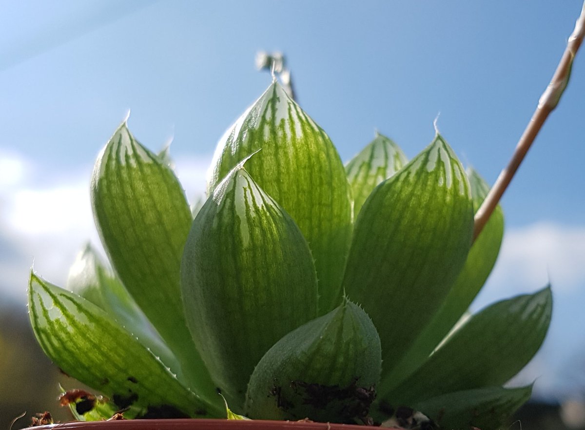 PioneerNursery's tweet photo. Just wow! The see-through succulent leaves of Haworthia. Spring sunshine working its magic #succulents #cacti #pioneernurserycacti https://t.co/MDsGiIv4Hi