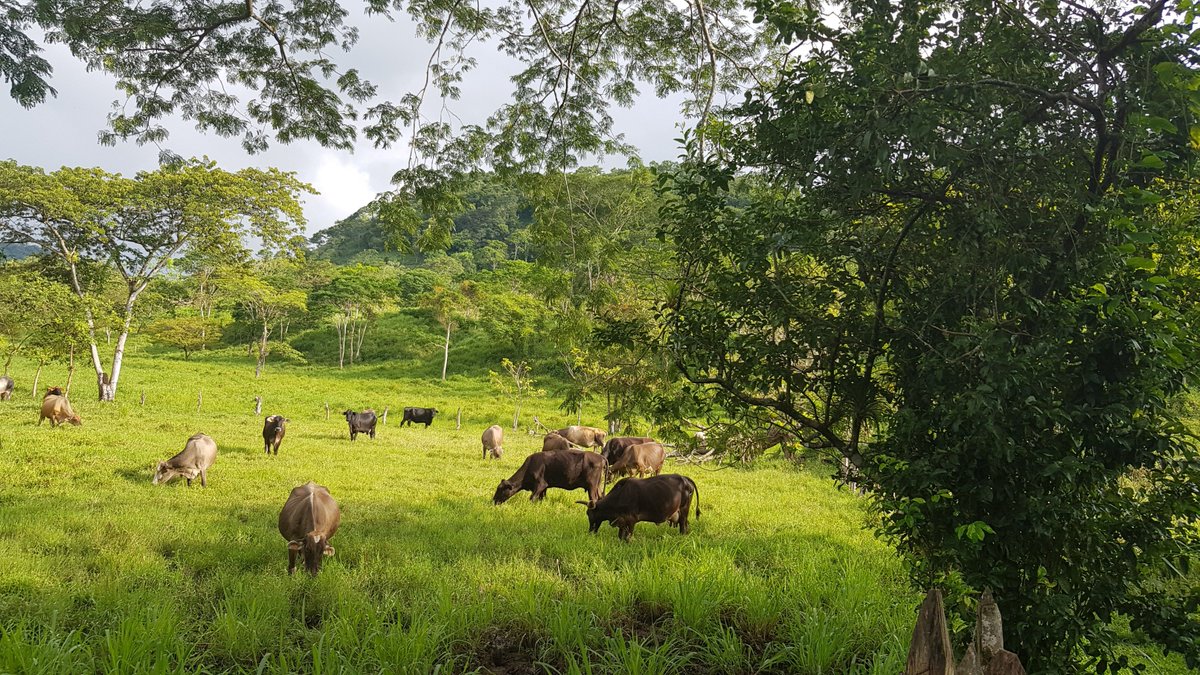 ResilienteCA's tweet photo. #BlogResCA: @GTruittNakata escribe sobre la posibilidad de un modelo de #GanaderíaSostenible en #Nicaragua... ¡con evidencia sobre su rentabilidad! 🐄➕🌳= 💚 #LecturaObligada ➡️ https://t.co/d78E1z26YU https://t.co/7AVOnSRxpo