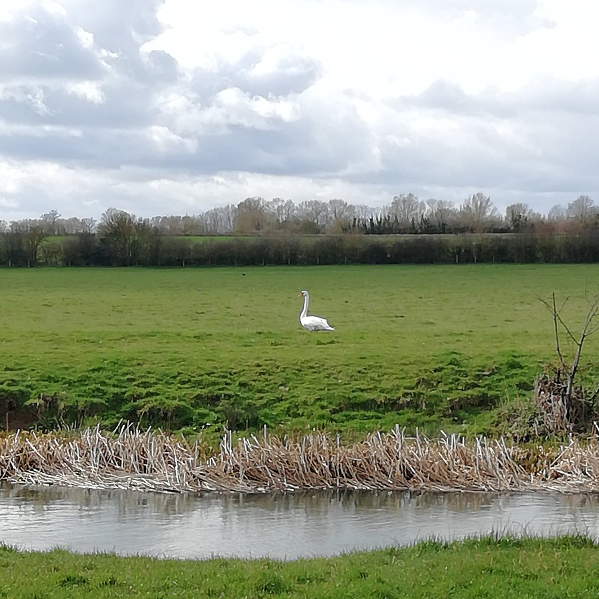 Lone swan along the #river

#dogwalk #riverside #riverbank #fields #amaturephotographer #amaturephotography #nofilter #nophotoshophere #englishcounrtyside #countryside #countrysidewalk