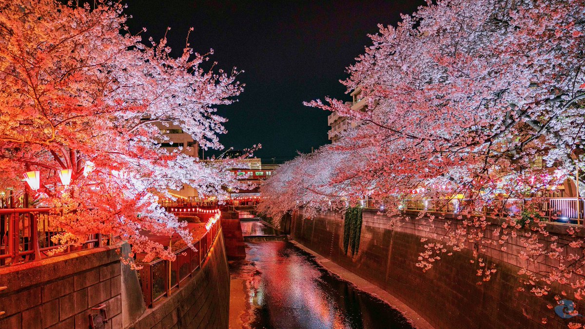 目黒川夜景
#桜 #はな #目黒川 #目黒川の桜 #目黒川桜まつり #目黒 #さくら #さくら #sakura