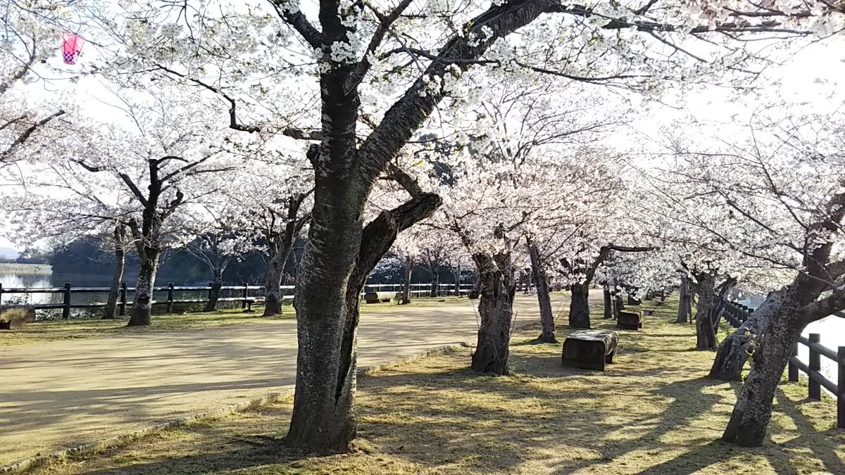 まちぐるkagawa さぬき市の亀鶴公園の桜です 7 8分咲きかな 桜が散るまで18時 21時まで夜桜も楽しめるようですね 水面に映る桜もきれいです 桜 さくら さぬき百景 さぬき市 亀鶴公園 まちぐるkagawa さぬき市の亀鶴公園の桜です 7 8分咲きかな 桜が散るまで18時 21時まで夜桜も楽しめるようですね 水面に映る桜もきれいです 桜 さくら さぬき百景 さぬき市 亀鶴公園