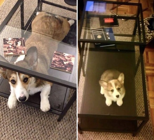 7 months apart, and the table is still his favorite spot...
#petsoriginal #animalsofinstagram #wildlifefriend