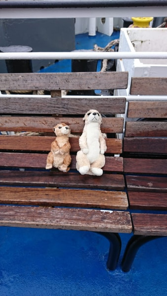 Roth_Charter's tweet photo. Exhausting but definitely exhilarating day for #genuinepartnerships meerkats and team Scilly - rocky Scillonian, visit to St Agnes to meet families and evening workshop with some really engaged people. Can't wait for Day 2!💞🌟@IoSCouncil  @RPFL5 @kayharri20 @StonehouseJon https://t.co/NQ9aAsVixw