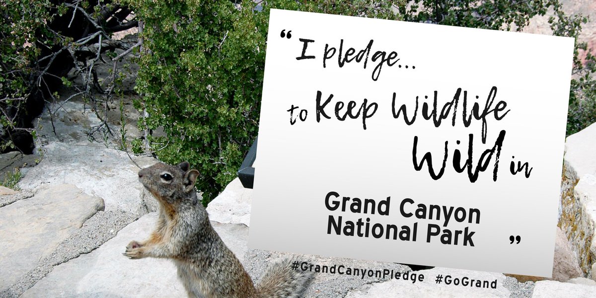 I pledge to stay a safe distance away from all wildlife and to never feed a wild animal, especially the finger biting rock squirrels! go.nps.gov/gc-7w (180) #FindYourDistance #GrandCanyon #Arizona #GrandCanyonPledge