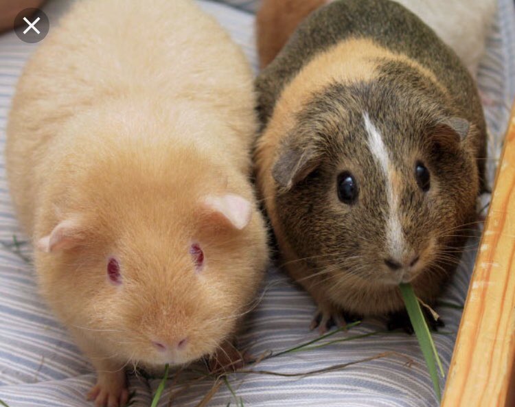 kelseyxofrain's tweet photo. a petition to rename capybaras to guinea bigs https://t.co/g6thXW2ACq