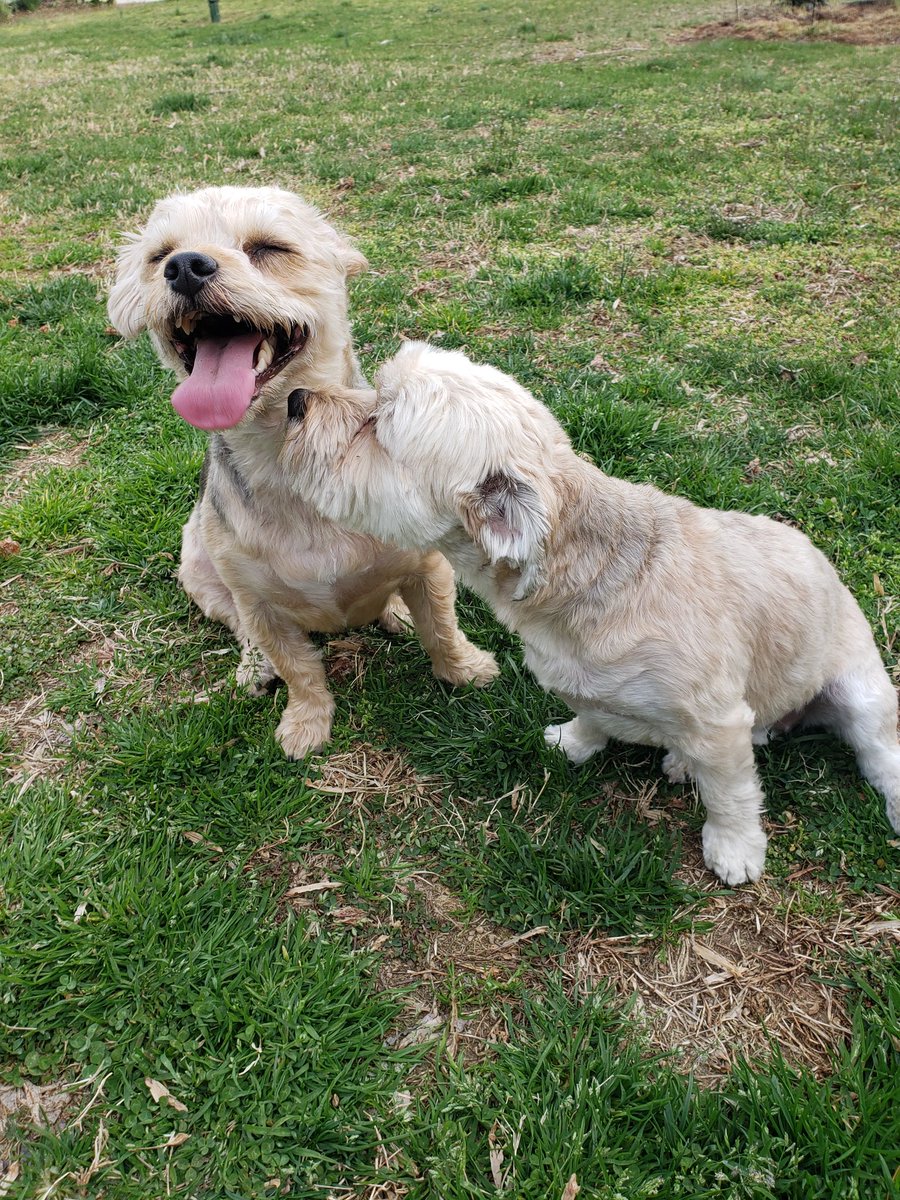 beachnative27's tweet image. Puppies!!!! ...&amp;amp; #PickCDLP4TAR 
.
.
.#wewanttoracearoundtheworld #theamazingrace #pleasepickus @CBSamazingrace