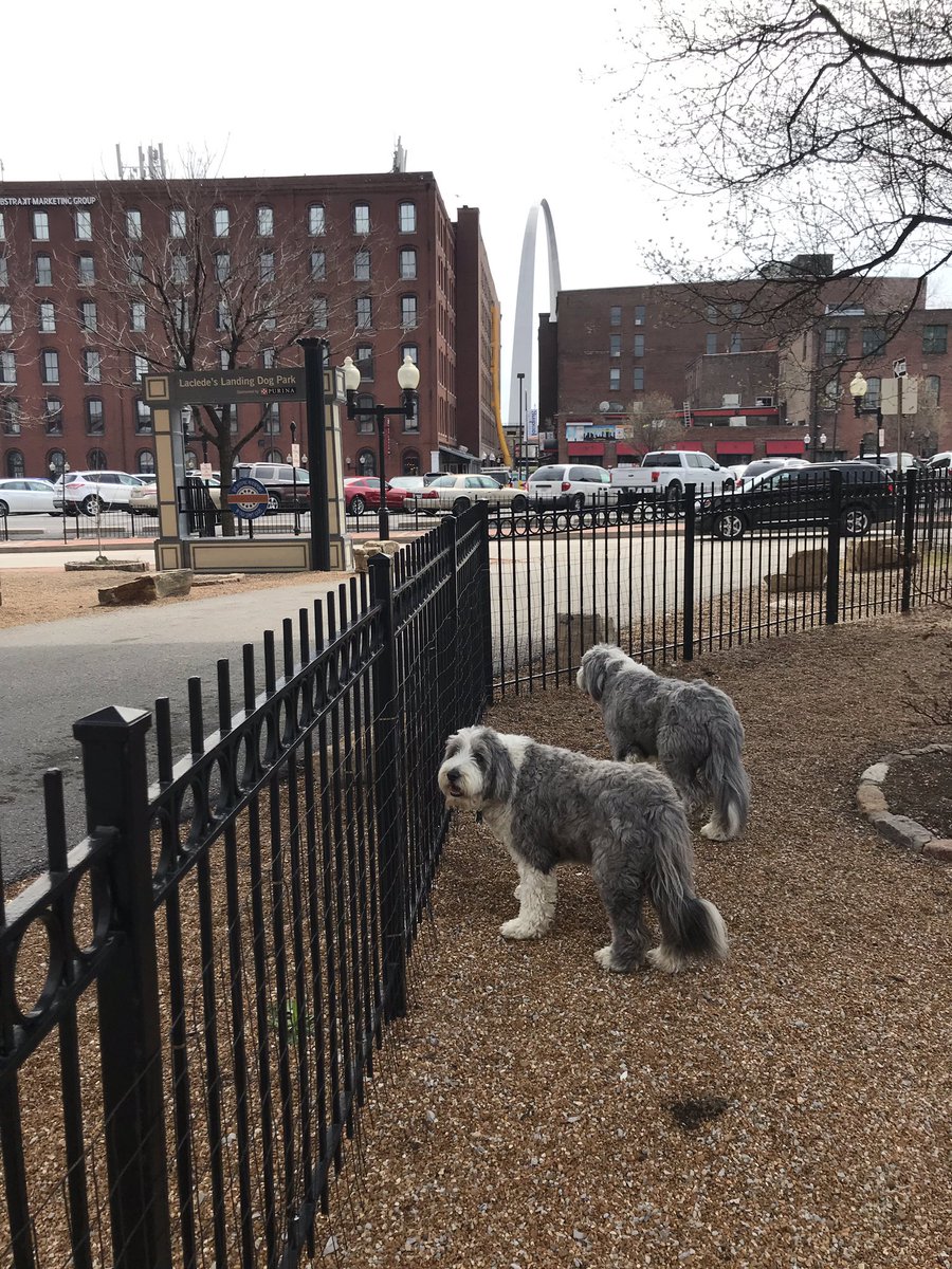 mlhelbig's tweet image. Eddie and Zander love visiting the #Purina dog park with a view of the #Gatewayarch on #LacledesLanding