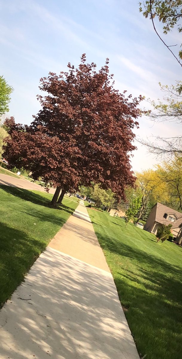 zoey_marku's tweet image. I Love Spring in ⁦@TheShelbyTwp⁩  #ShelbyTwpTree.