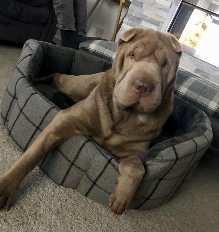CreatureComfpet's tweet photo. 💕 Meet Darcy 💕 loving her fabulous new GorPet bed! 🐾 #grey #gorpet #sharpei https://t.co/5nmkbBt8cc