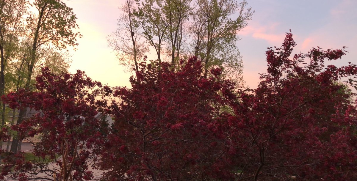 zoey_marku's tweet image. ⁦@TheShelbyTwp⁩                            My View All Spring Long. #ShelbyTwpTree.