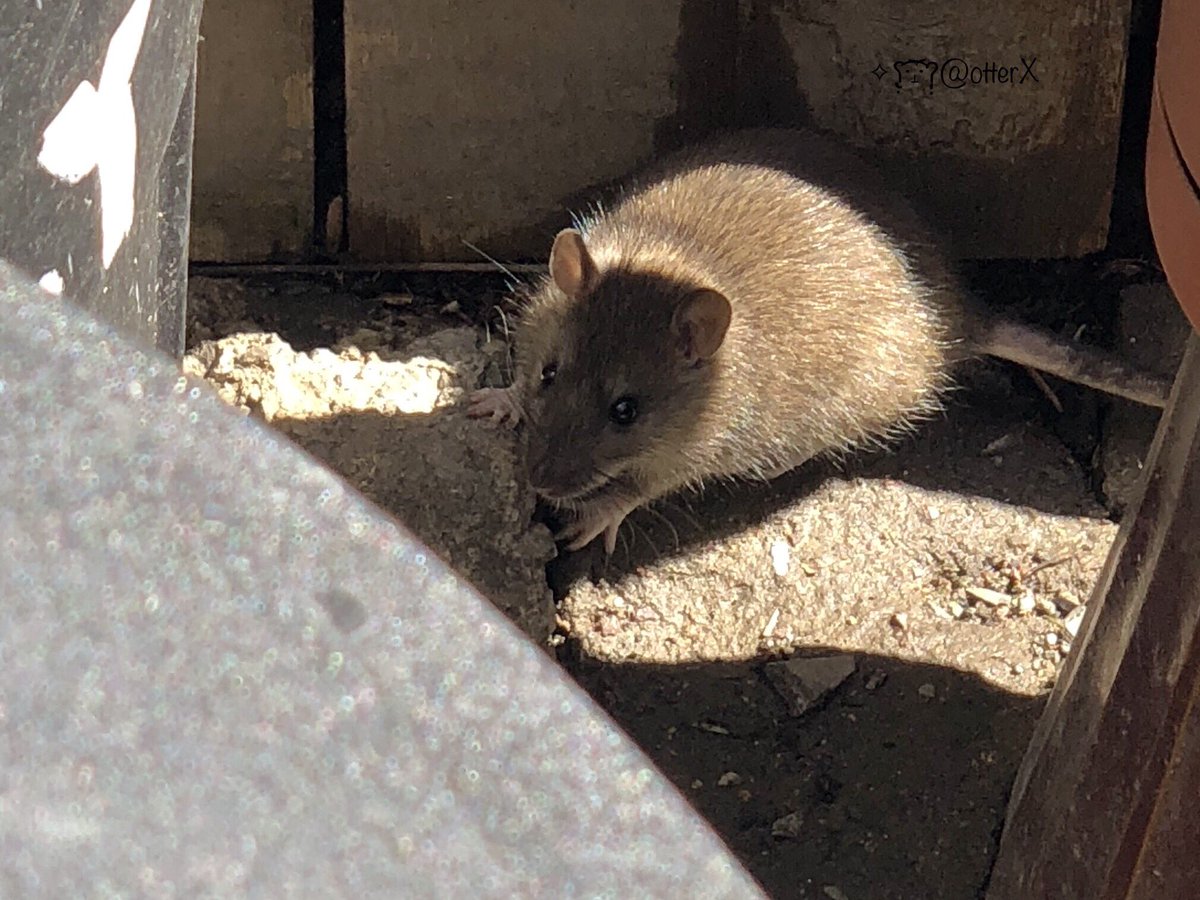 #LilMsGradenko has a luxurious spring coat❣️🌸🌿💐🐀✨💕
