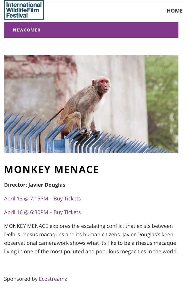 Really looking forward to <a href="/IntlWldFilmFest/">IWFF</a> 2019! 
Monkey Menace is being screened at the Roxy Theatre ..and is a nominee for the Best Newcomer award.
#monkeymenace, #monkeymenacefilm, #Missoula, #Montana, #rhesus_macaque, #Delhi