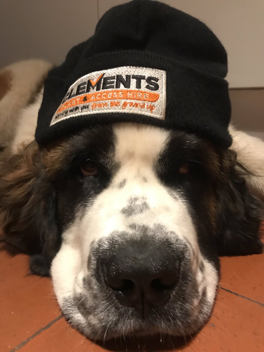 DanielRotheram's tweet photo. Murphy keeping his head warm in today’s cold snap with a wolley hat from his favourite plant hire company. @Clements_Cov https://t.co/mpPkRvq9Mi