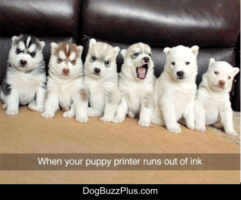 dogbuzzplus tweet picture