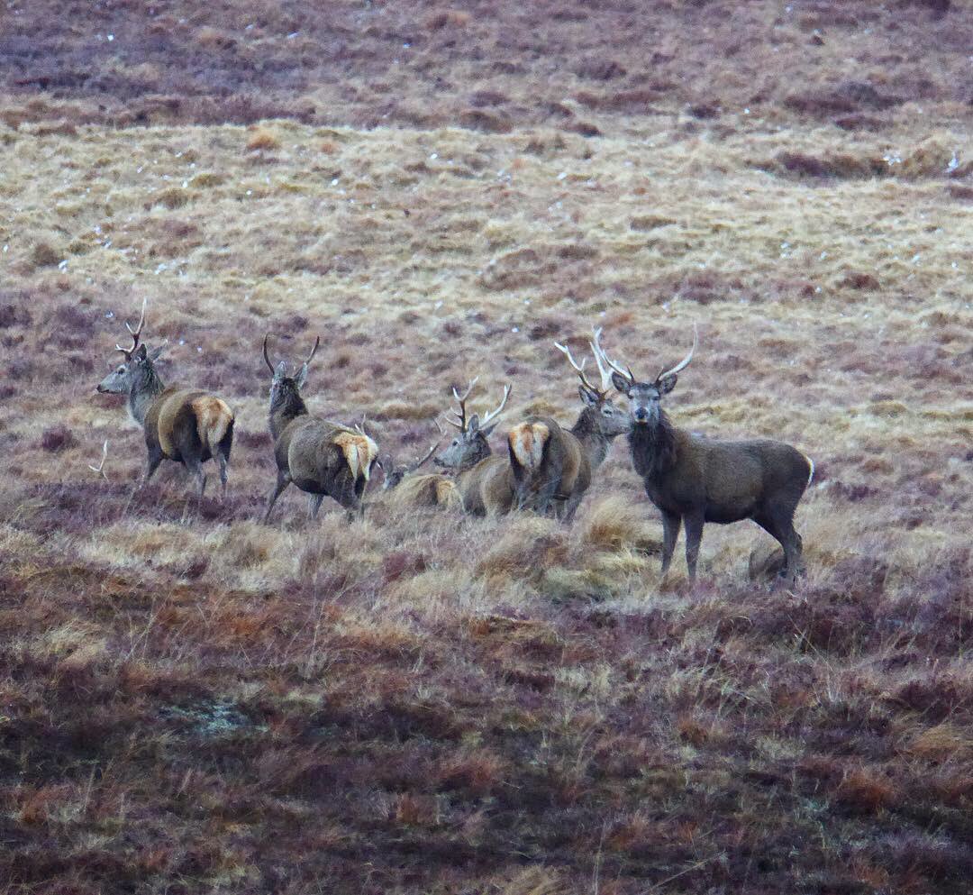 paulinedaniels's tweet photo. Monarchs of Strathvaich .. Stunning beasts feeding alongside the highland cows tonight..!! #strathvaich #stags #hinds #scotland #highlandsofscotland #monarchoftheglen https://t.co/KIbYzSN3bh