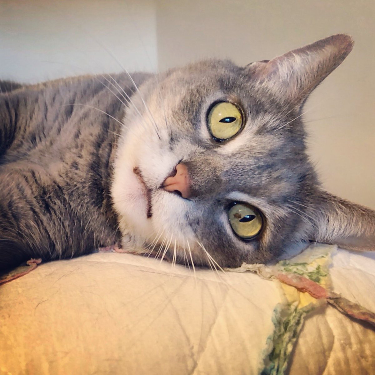 I see you... weekend #whiskerwednesday #itsonlywednesday 😸 !

Meows #cat eyes closeup 📸 : Nancy D.
#makingfetchhappen #fetchpetcare