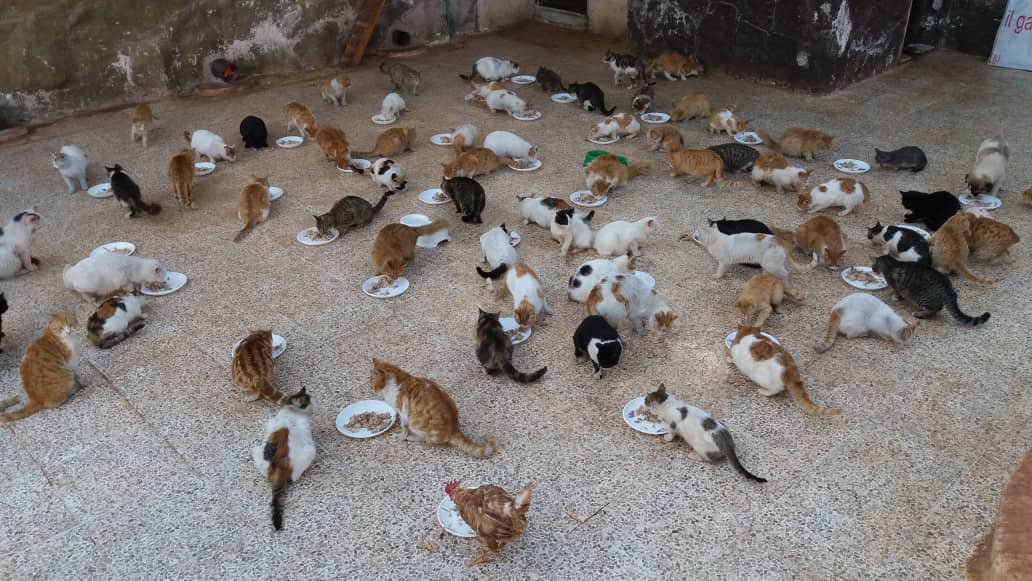 Ernesto’s Sanctuary for Syrian Cats tweet media