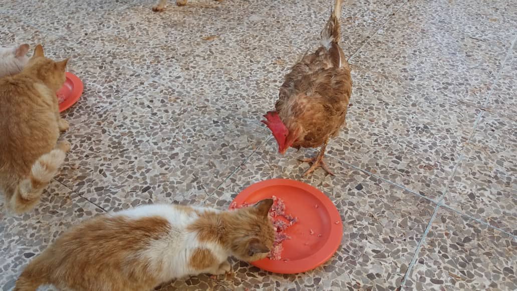 Ernesto’s Sanctuary for Syrian Cats tweet media