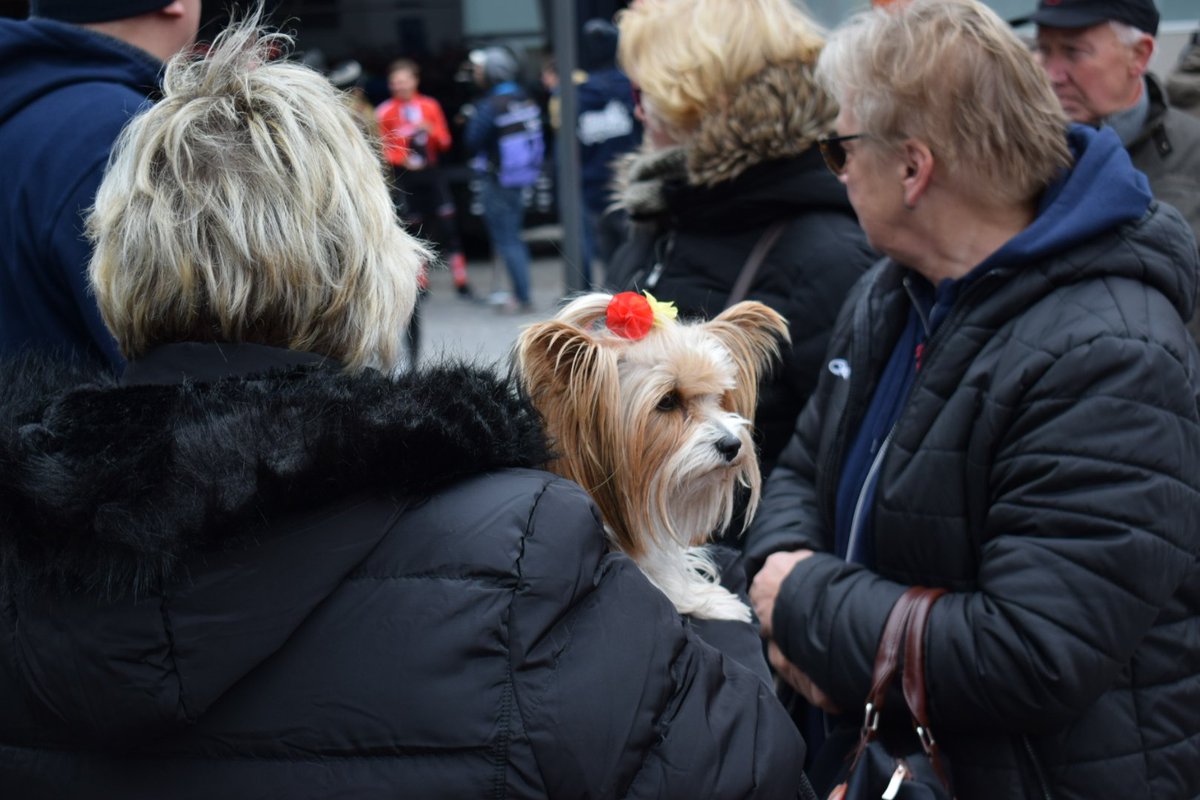 PaleoHidalgo's tweet image. Un día de ciclismo en Flandes 
#DDV19 #FlandersClassics