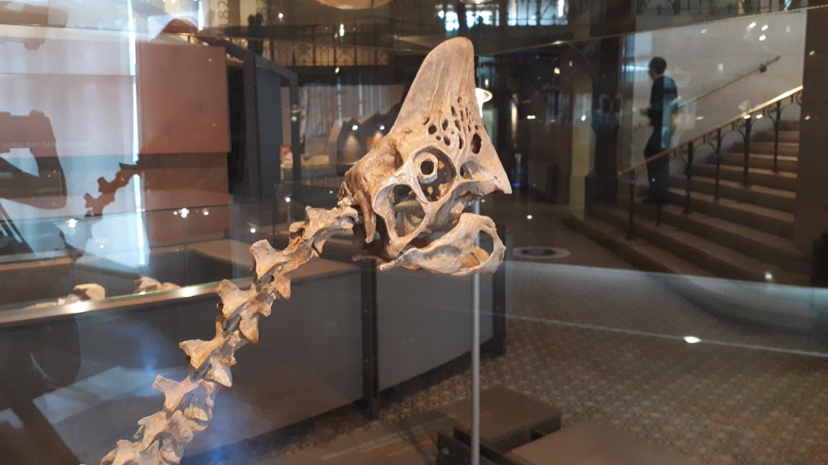 NHM_CitSci's tweet photo. I'm heading home after two days in Brussels, handing over the reins of @EuCitSci to @mhaklay and Luigi Ceccaroni, and celebrating the achievements of the @TogetherSci project. Thanks @RBINSmuseum for hosting us! #citizensciences #DITOsfinal https://t.co/5ENKhs6nTY