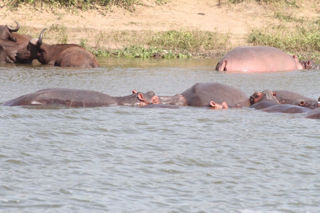 #ThisIsUganda #VisitUganda #QueenElizabethNationalPark #MyUganda #Nature #PearlofAfrica #WildPhotography