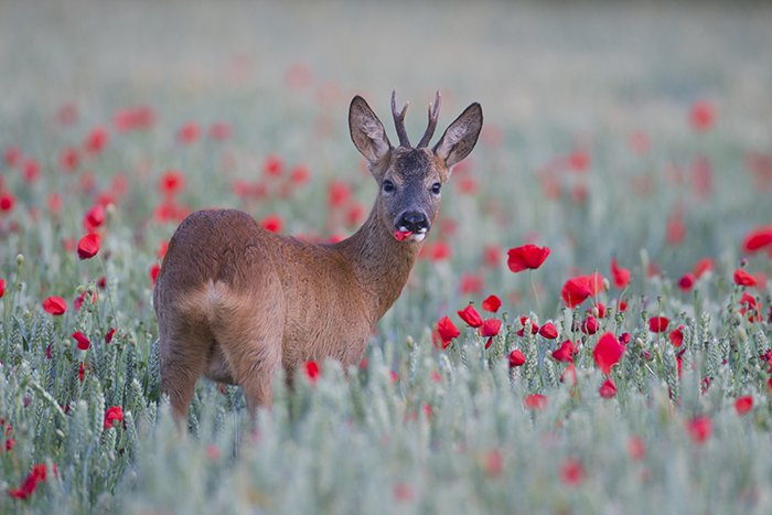 Pleased to see my poppy eating roe deer is the Photo of the Month in the new issue of @WPPmagazine. wildplanetphotomagazine.com/event/photo-of…
#wildlifephotography #photography #wildlife @deersociety #deer #suffolk #NaturePhotography #naturelovers @CountryfileMag