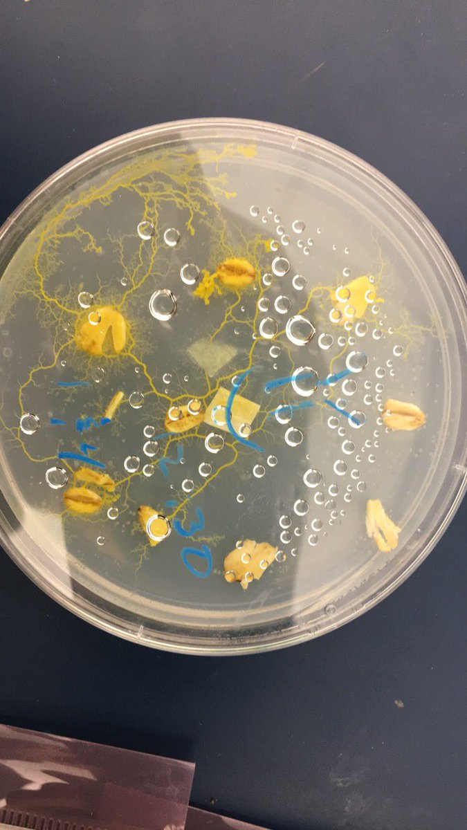 mdude231's tweet photo. Slime mold before and after a day of sitting in classroom. Branching out but from only one cell. #slimmold #bio120sp19 @NutmegSomething https://t.co/xj8PtjwbQD