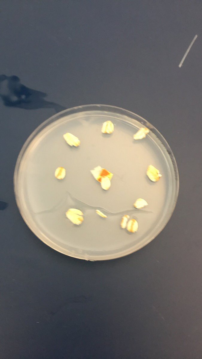 mdude231's tweet photo. Slime mold before and after a day of sitting in classroom. Branching out but from only one cell. #slimmold #bio120sp19 @NutmegSomething https://t.co/xj8PtjwbQD