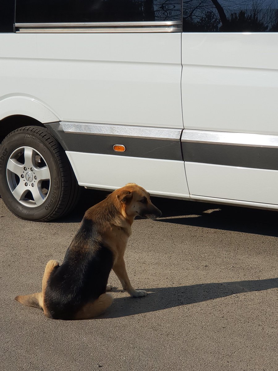 @FrankBedoyaM And of course the official greeter at the 20km checkpoint, always sad to see you go #DogsOfChernobyl
