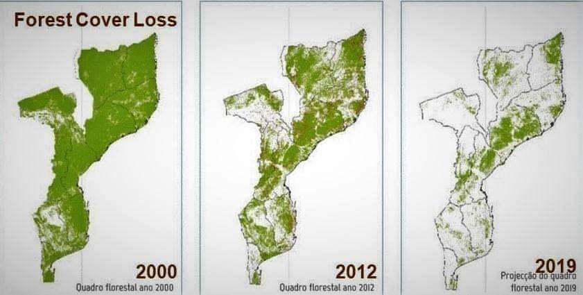 Williamz902's tweet photo. This picture of deforestation in #Mozambique has been verified. It's truly shocking. A large part of this is due to large Chinese companies which ship wood back to China. 100-year-old trees being cut down. What kind of country will future generations inherit? https://t.co/XdgEMKlsYc
