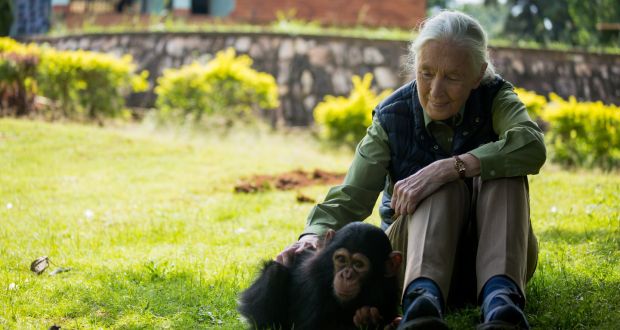 IFC_UNAM's tweet photo. El 3 de abril de 1934 nació #JaneGoodall, una gran primatóloga y científica comprometida con la conservación del ambiente y la paz mundial.🐵🐵🐵🎂
#MujeresenCiencia @CienciaAMC @DGDCUNAM @fciencias @foroconsultivo @FMVZUNAM @CiencioramaUNAM @UNAM_MX https://t.co/sv2VkcsBMF