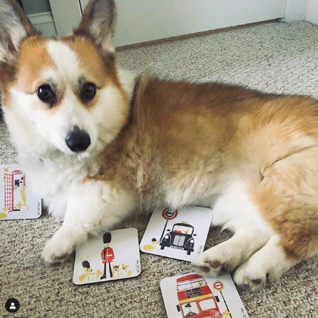 MelSmithDesigns's tweet photo. Look at this bundle of fluff enjoying my set of #corgi coasters! Prints and postcards are also available!

#handmadehour #corgilove #corgibum #doglover #woofwoofwednesday

https://t.co/ZIPQ16ougQ https://t.co/pbO2F2p1o7