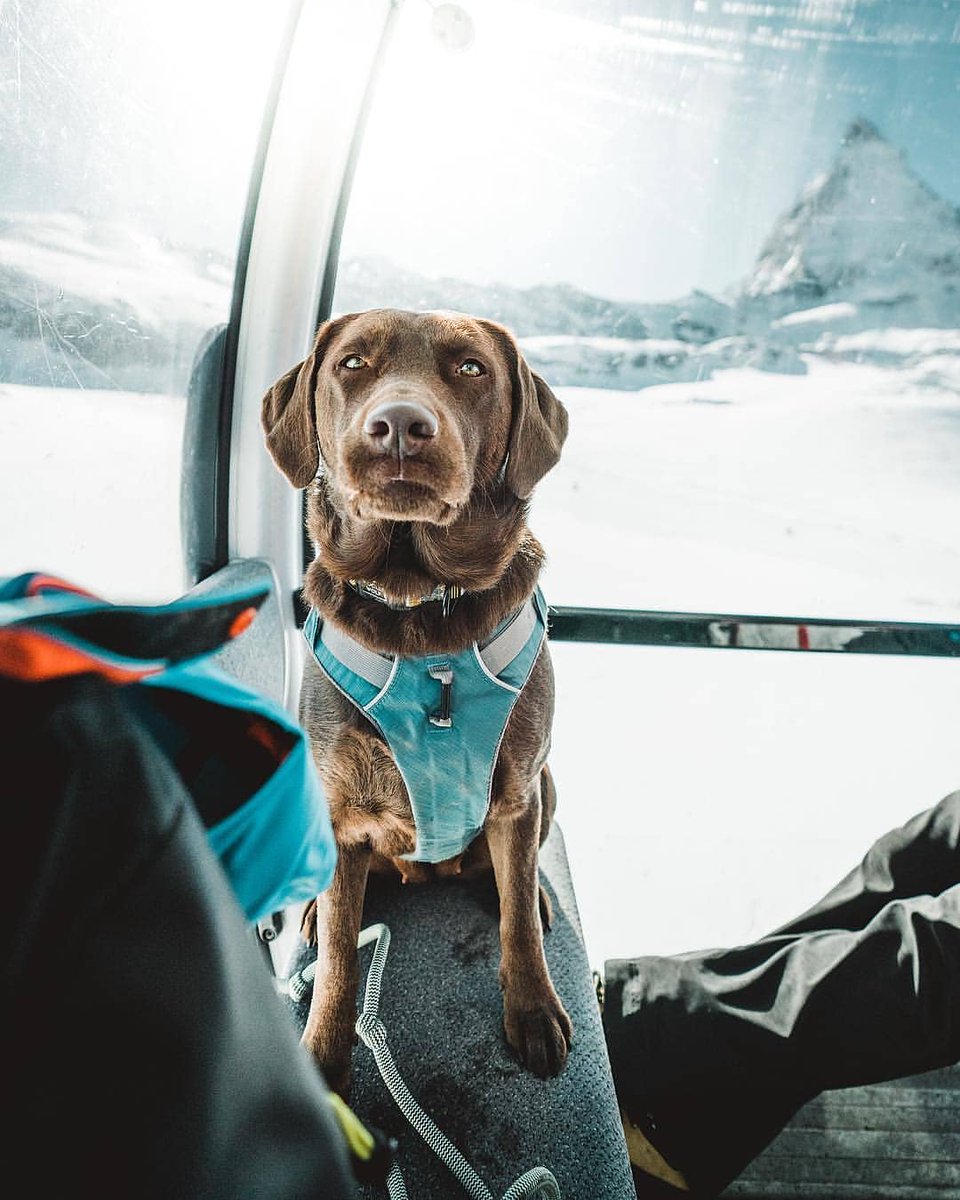 PrimovaPet's tweet photo. #primova 🐶🐕 My Favourite thing about winter? When it's over! https://t.co/mBfzeHjyb1
