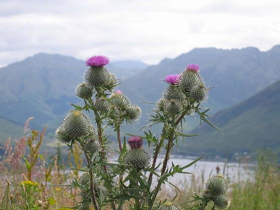 OlkkaW's tweet photo. อังกฤษมีกุหลาบเป็นดอกไม้ประจำชาติ ฝั่งสก็อตแลนด์ก็คือทิสเทิล Thistle เจ้าดอกไม้หนามนี้สื่อถึงความเด็ดเดี่ยว การอุทิศตน เข้มแข็งและตั้งมั่น ตำนานกล่าวว่าในศตวรรษที่ 13 ซึ่งสก็อตแลนด์ถูกไวกิ้งรุกรานและกำลังจะแตกพ่ายนั้น คืนหนึ่งกองทัพไวกิ้งที่ลอบโจมตีค่ายชาวสก็อตกลับแพ้ดอกไม้นี้+ https://t.co/lI64S3iRCu
