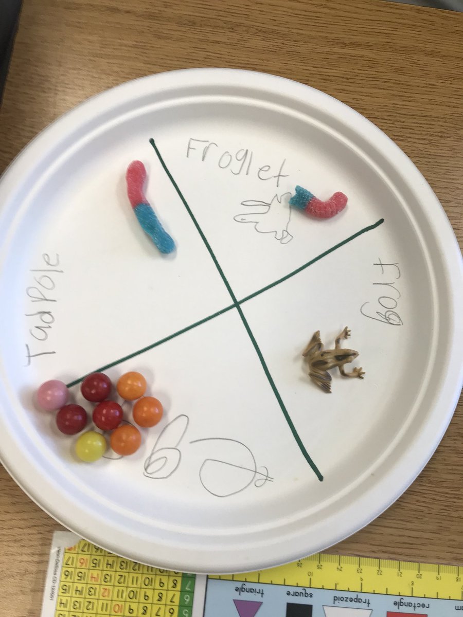 Making models of a frog’s life cycle means an enjoyable afternoon in second grade! #learningaboutanimals #lifecyclemodel