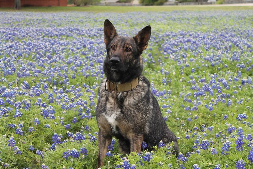 Hewitt PD tweet media