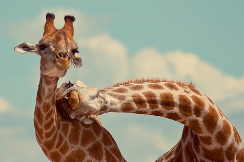 Cute Animals - epphany.com/site/post/269?…