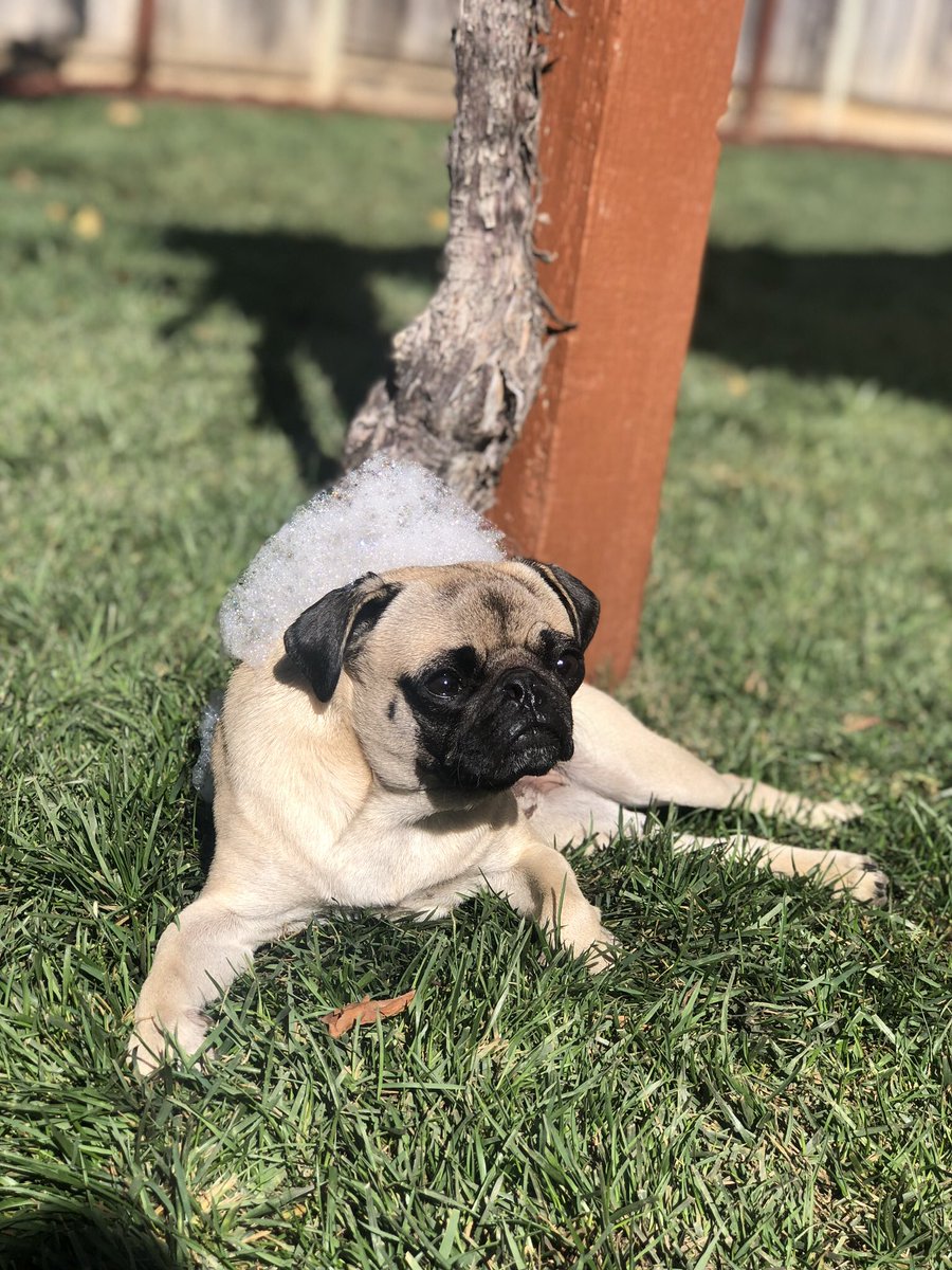 TadyLovesDaniel's tweet photo. #suitedogs https://t.co/2VRVtnVc7A