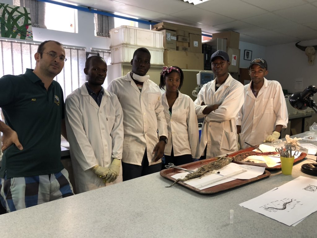 AliHalajian's tweet image. Dissection of a #roadkill #SouthernAfricanPython #PythonNatalensis #Pythonidae.
#SARChiLuusPowell lab.
#Snakes are among common #roadkills in #Limpopo. 
#PaulinaOlifant from @unisa joined to learn the method, aims and findings.
@TransportLimCom @LimpopoLEDET 
#RoadkillSnakes