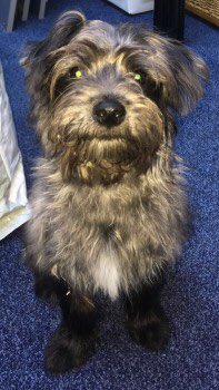 OneStopAllDogs's tweet image. MISSING 3/4/19: HOSHI
Male Crossbreed
St Clements Ave, #Walsall, could be in #Bloxwich/#Blakenhall/#Leamore Area, WS3
Young Adult. Grey/Black Body with some Brown Around Face.
Please Contact 07758236959 or 07956062056 With Any Information/Sightings