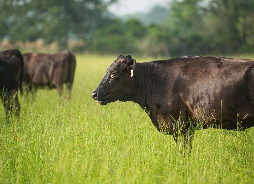 MarbleGenetics's tweet image. The idea that practices such as massaging cattle or feeding them beer could improve meat quality is a myth, the result of misunderstanding.