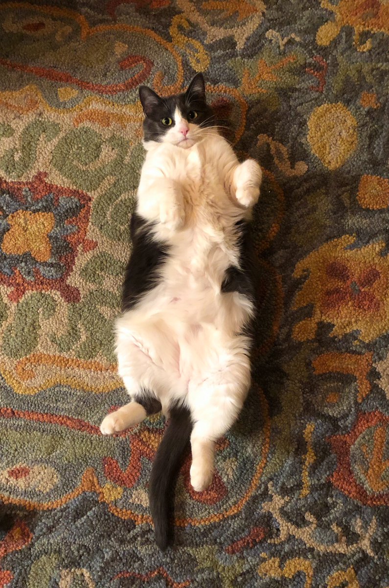 xKennaKittyx's tweet photo. Memow is so beautiful 😭🥰

#CatsOfTwitter #justaqueen 👑 https://t.co/cNSjFRzEDe