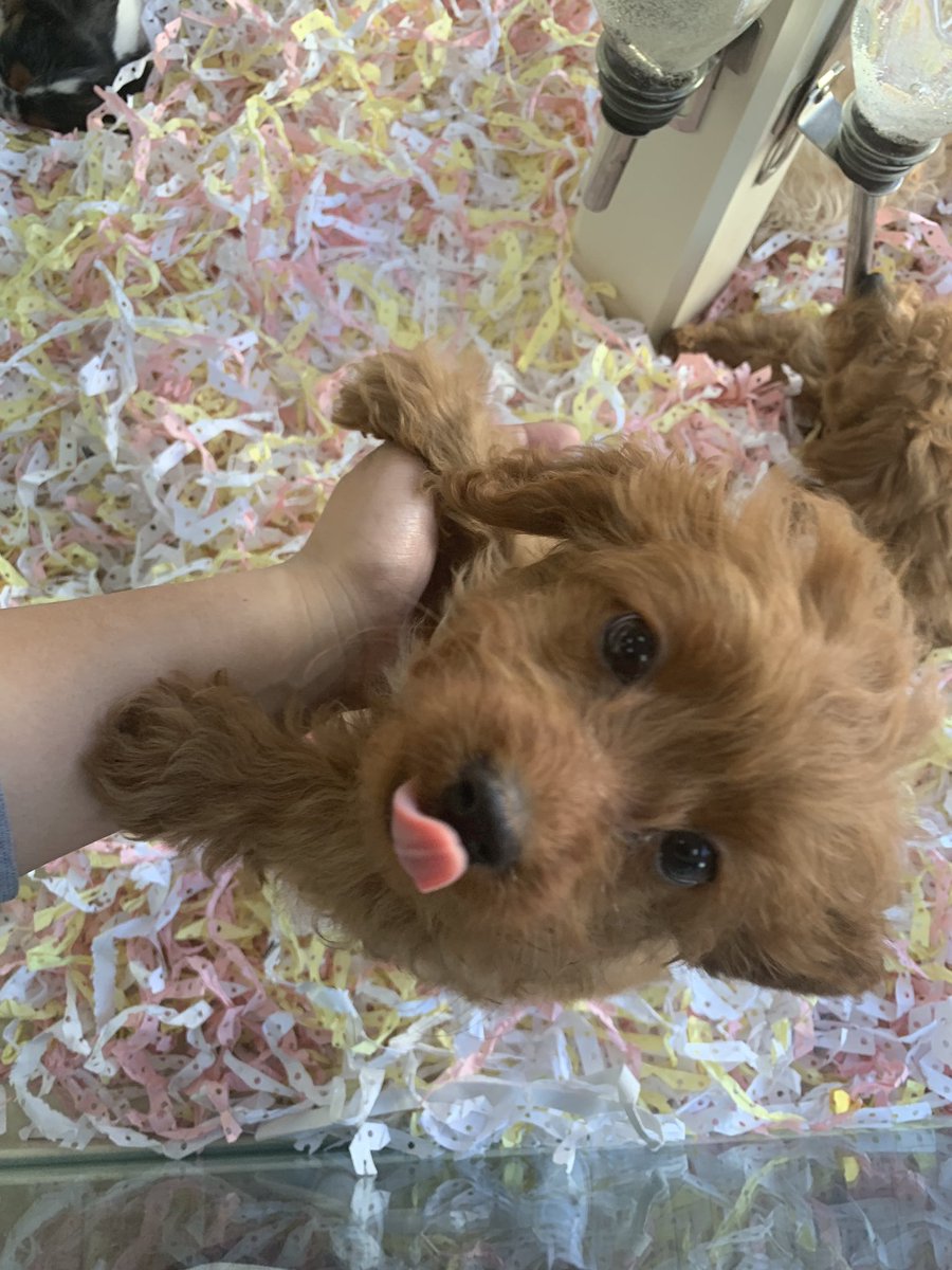 sammyymaja's tweet photo. I had a bad day so my friends took me to see puppies but I should’ve taken a Benadryl first bc I lowkey can’t breathe lol https://t.co/9eWOSgdUzT